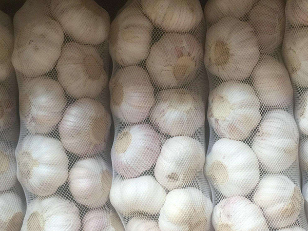 Garlic